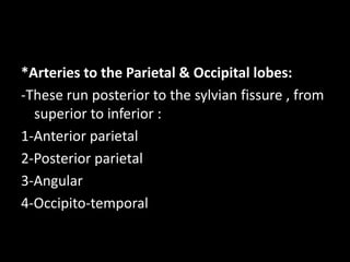 *Arteries to the Parietal & Occipital lobes:
-These run posterior to the sylvian fissure , from
superior to inferior :
1-Anterior parietal
2-Posterior parietal
3-Angular
4-Occipito-temporal
 