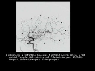 1-Orbitofrontal , 2-Prefrontal , 3-Precentral , 4-Central , 5-Anterior parietal , 6-Post
parietal , 7-Angular , 8-Occipito-temporal , 9-Posterior temporal , 10-Middle
temporal , 11-Anterior temporal , 12-Tempero-polar
 