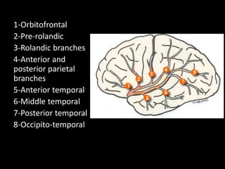 1-Orbitofrontal
2-Pre-rolandic
3-Rolandic branches
4-Anterior and
posterior parietal
branches
5-Anterior temporal
6-Middle temporal
7-Posterior temporal
8-Occipito-temporal
 