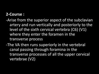 2-Course :
-Arise from the superior aspect of the subclavian
artery and run vertically and posteriorly to the
level of the sixth cervical vertebra (C6) (V1)
where they enter the foramen in the
transverse process
-The VA then runs superiorly in the vertebral
canal passing through foramina in the
transverse processes of all the upper cervical
vertebrae (V2)
 