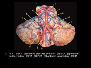 (1) PCA , (2) SCA , (3) Pontine branches of the BA , (4) AICA , (5) Internal
auditory artery , (6) VA , (7) PICA , (8) Anterior spinal artery , (9) BA
 