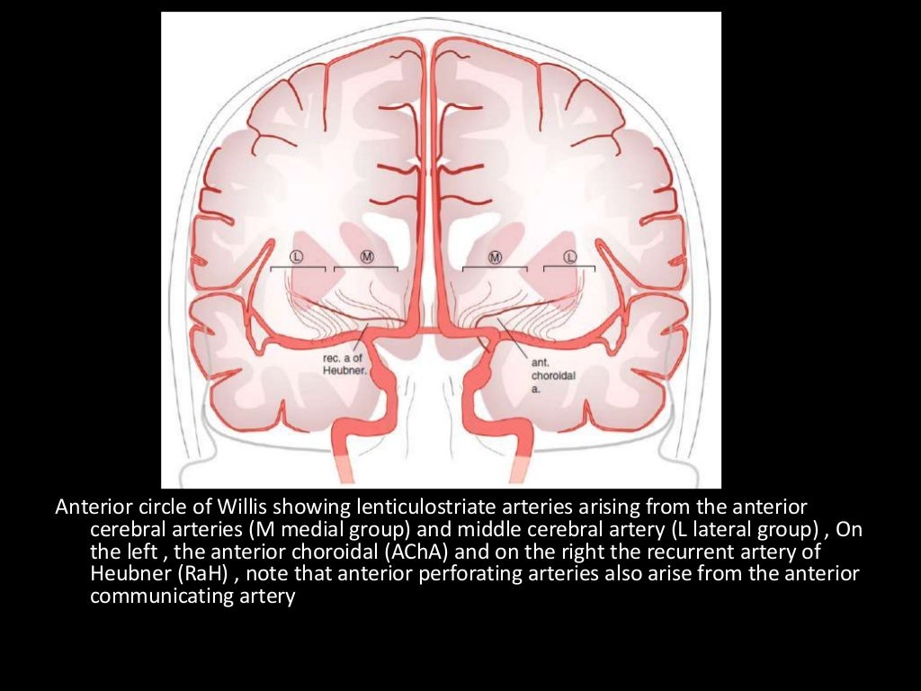 a) Deep (Perforating) Branches :
-Arise from the superior surface of the M1
segment
-They are grouped as the medial & late...