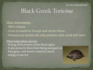 By ivan Androshchuk




Their Enviorment:
- Mild climate
- Lives in southern Europe and north Africa
- Humans are mostly the only predator that could kill them.

What helps them survive:
- Strong shell protects them from eagles
- It also protects them from being stomped on
- Eats grass, and doesn't need too much
 energy to survive
 