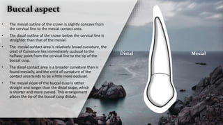 Distal Mesial
Buccal aspect
• The mesial outline of the crown is slightly concave from
the cervical line to the mesial contact area.
• The distal outline of the crown below the cervical line is
straighter than that of the mesial.
• The mesial contact area is relatively broad curvature, the
crest of Curvature lies immediately occlusal to the
halfway point from the cervical line to the tip of the
buccal cusp.
• The distal contact area is a broader curvature than is
found mesially, and the crest of curvature of the
contact area tends to be a little more occlusal.
• The mesial slope of the buccal cusp is rather
straight and longer than the distal slope, which
is shorter and more curved. This arrangement
places the tip of the buccal cusp distaly.
 