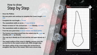 Step by Step
• Draw the Midline
• Put zero point and continue to complete the Crown Length = 8.5
mm
• Complete the root length = 14 mm
• The mesiodistal width at cervix = 5 mm (2.5|2.5)
• Mesial curvature of the cervical line : 1 mm Distally : 0.5 mm
• The mesiodistal width at widest area = 7 mm
• From the zero point draw (3.5|3.5) mesial and distal points
• The Contact area determined from the widest area its 4 mm up
mesially and 3.5 up distally
• The cusp tip is distally by 0.5 mm and the root apex distally by 1
mm
• The mesial outline of the crown is slightly concave from the
cervical line to the mesial contact area. With straight slop.
• The distal outline of the crown below the cervical line is
straighter than that of the mesial. With more convex slop.
How to draw
 