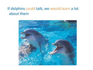 If dolphins could talk, we would learn a lot about them