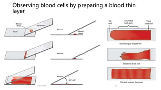Observing blood cells by preparing a blood thin
layer
2/20/2024 12
 