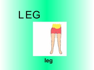 leg L E G 