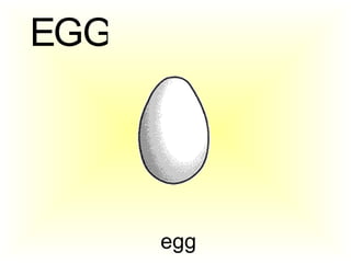 egg E G G 