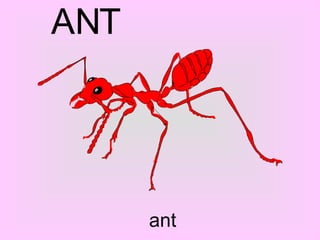 ant A N T 