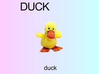 duck D U C K 