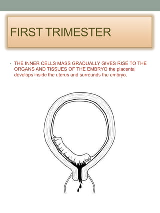 FIRST TRIMESTER

• THE INNER CELLS MASS GRADUALLY GIVES RISE TO THE
 ORGANS AND TISSUES OF THE EMBRYO the placenta
 develops inside the uterus and surrounds the embryo.
 