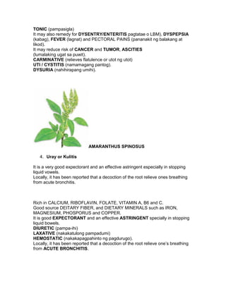 TONIC (pampasigla)
It may also remedy for DYSENTRY/ENTERITIS pagtatae o LBM), DYSPEPSIA
(kabag), FEVER (lagnat) and PECTORAL PAINS (pananakit ng balakang at
likod).
It may reduce risk of CANCER and TUMOR, ASCITIES
(lumalaking ugat sa puwit).
CARMINATIVE (relieves flatulence or utot ng utot)
UTI / CYSTITIS (namamagang pantog).
DYSURIA (nahihirapang umihi).




                             AMARANTHUS SPINOSUS

   4. Uray or Kulitis

It is a very good expectorant and an effective astringent especially in stopping
liquid vowels.
Locally, it has been reported that a decoction of the root relieve ones breathing
from acute bronchitis.



Rich in CALCIUM, RIBOFLAVIN, FOLATE, VITAMIN A, B6 and C.
Good source DEITARY FIBER, and DIETARY MINERALS such as IRON,
MAGNESIUM, PHOSPORUS and COPPER.
It is good EXPECTORANT and an effective ASTRINGENT specially in stopping
liquid bowels.
DIURETIC (pampa-ihi)
LAXATIVE (nakakatulong pampadumi)
HEMOSTATIC (nakakapagpahinto ng pagdurugo).
Locally, it has been reported that a decoction of the root relieve one’s breathing
from ACUTE BRONCHITIS.
 