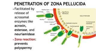 • Facilitated by
release of
acrosomal
enzymes like
acrosin,
esterase, and
neuriamidase
• Zona reaction:
prevents
polyspermy
 