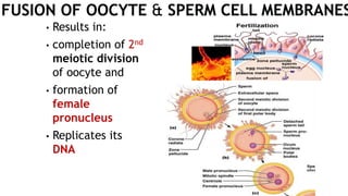 • Results in:
• completion of 2nd
meiotic division
of oocyte and
• formation of
female
pronucleus
• Replicates its
DNA
 
