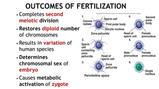 • Completes second
meiotic division
• Restores diploid number
of chromosomes
• Results in variation of
human species
• Determines
chromosomal sex of
embryo
• Causes metabolic
activation of zygote
 