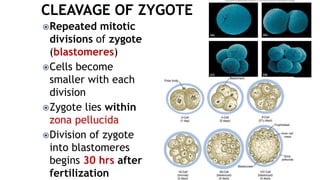 Repeated mitotic
divisions of zygote
(blastomeres)
Cells become
smaller with each
division
Zygote lies within
zona pellucida
Division of zygote
into blastomeres
begins 30 hrs after
fertilization
 