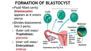 Fluid filled cavity
(blastocoele)
appears as it enters
uterus
Divides blastomeres
into 2 parts;
1. Outer cell mass/
Trophoblast:
placenta
2. Inner cell mass/
Embryoblast:
embryo
 