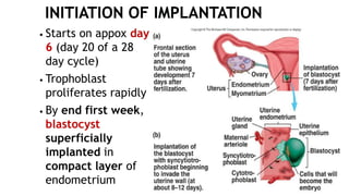 • Starts on appox day
6 (day 20 of a 28
day cycle)
• Trophoblast
proliferates rapidly
• By end first week,
blastocyst
superficially
implanted in
compact layer of
endometrium
 