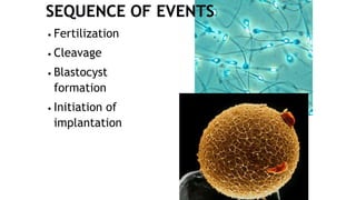 • Fertilization
• Cleavage
• Blastocyst
formation
• Initiation of
implantation
 
