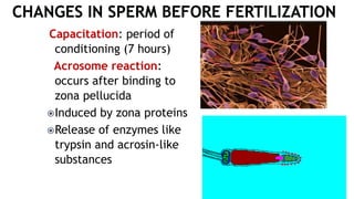 Capacitation: period of
conditioning (7 hours)
Acrosome reaction:
occurs after binding to
zona pellucida
Induced by zona proteins
Release of enzymes like
trypsin and acrosin-like
substances
 