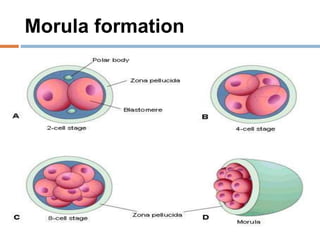 Morul First week of development after fertilization.pptx