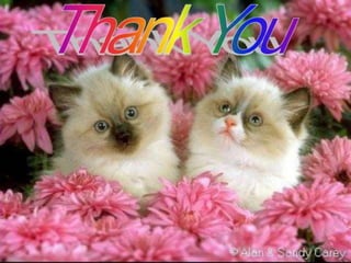 BREATHLESSNESS
Pulmonary causes:
• COPD
• Pulmonary fibrosis.
• Pulmonary collapse due to
obstructing bronchial
carcinoma
• Pneumonia
• Asthma
• Airway occlusion by FB,
laryngeal Edema
• Spontaneous Pneumothorax
• Acute pulmonary embolism
Others:
● Psychogenic
● Anemia
● Pleural effusion
● Pulmonary embolism
● Acute pulmonary edema due
to left heart failure, MI,
arrhythmia
Days-
Weeks
Hours
M
in
ut
es
 