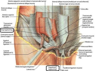 Inspection: Face Central Cyanosis
• Bluish discoloration of the skin  mucous
membranes, caused by an absolute
concentration of deoxygenated hemoglobin
 50 gm/L
 