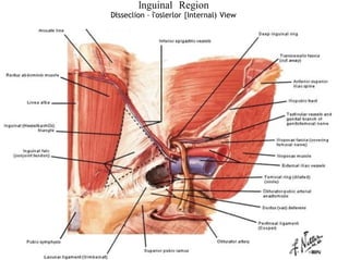 Palpation: Trachea
• Position of trachea
• Crico-sternal distance 3 or more fingerbreadths
 