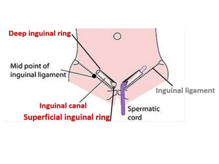 Crackles or Crepitations:
• Non-musical intermittent sounds created when alveoli or small airways
open or closed during respiration
Phase of respiration Cause
Early Small airways disease, as in bronchiolitis
Middle Pulmonary edema
Late ● Pulmonary fibrosis
● Pulmonary edema (medium)
● Bronchial secretions in COPD,
pneumonia, lung abscess, tubercular
lung cavities (coarse)
Biphasic Bronchiectasis (coarse)
 