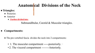 Loading…
Anatomical Divisions of the Neck
● Triangles:
● Posterior.
● Anterior
● Further divided into:
Submandibular, Carotid & Muscular triangles.
● Compartments:
● The pre-vertebral fascia divides the neck into 2 compartments:
• 1. The muscular compartment -----posteriorly. ·
• 2. The visceral compartment --------Anteriorly.
 