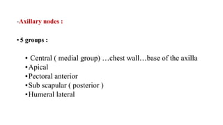 -Axillary nodes :
• 5 groups :
• Central ( medial group) …chest wall…base of the axilla
•Apical
•Pectoral anterior
•Sub scapular ( posterior )
•Humeral lateral
 