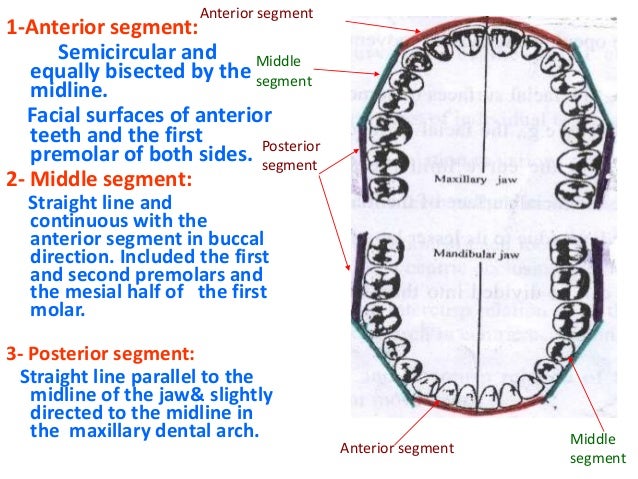 09. Occlusion (Lecture) - Dentition