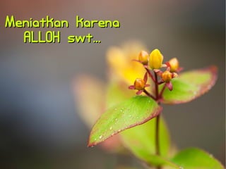 MMeenniiaattkkaann kkaarreennaa 
AALLLLOOHH sswwtt...... 
 