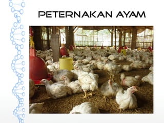 Peternakan Ayam 
 