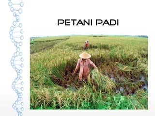 Petani Padi 
 