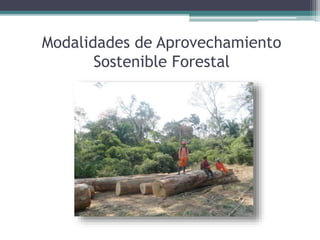 Modalidades de Aprovechamiento
Sostenible Forestal
 