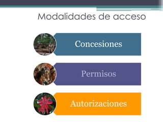 Modalidades de acceso
Concesiones
Permisos
Autorizaciones
 