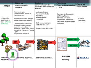 Bosque
Planta de
transformación
primaria
GOBIERNO
REGIONAL
GOBIERNO REGIONAL
Depósito o
comercializadora de
productos transformación
Primaria
Permiso de
Exportación especies
CITES
Puerto de
Exportación
•Autorización para
Establecimiento. Plantas de
Transformación
•Control de productos al estado
natural que ingresen a las PT.
• Para despachar o movilizar
productos Transformados, a
excepción de muebles,
artesanías y afines, debe contar
con Guía de Transporte Forestal
– GTF.
•Inspecciones periódicas
•Autorización para
Funcionamiento de
depósito y
establecimiento.
Comercial.
•Sólo pueden comprar
productos con GTF
•Inspecciones periódicas
•Extracción
autorizada en
base a Planes
de Manejo.
GTF GTF GTF
GOBIERNO REGIONAL
Permisos de Exportación
de Flora y Fauna
Silvestre, con fines
comerciales, de difusión,
científicos, ornamentales y
culturales.
Control
aduanero
NO CITES
PERMISO CITES
MINAGRI
(DGFFS)
 