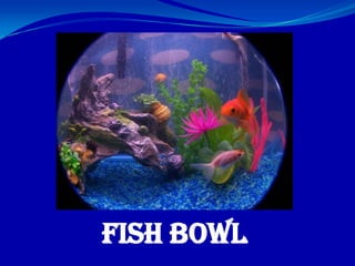 Fish Bowl 