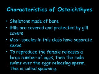 Characteristics of Osteichthyes Skeletons made of bone Gills are covered and protected by gill covers Most species in this class have separate sexes To reproduce the female releases a large number of eggs, then the male swims over the eggs releasing sperm.  This is called spawning. 