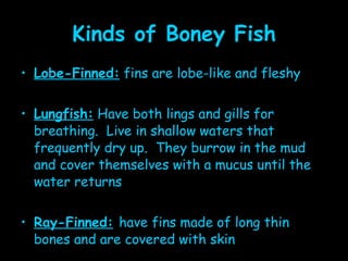 Kinds of Boney Fish Lobe-Finned:  fins are lobe-like and fleshy Lungfish:  Have both lings and gills for breathing.  Live in shallow waters that frequently dry up.  They burrow in the mud and cover themselves with a mucus until the water returns Ray-Finned:   have fins made of long thin bones and are covered with skin 