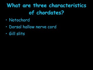What are three characteristics of chordates? Notochord Dorsal hallow nerve cord Gill slits 