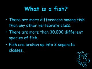 What is a fish? There are more differences among fish than any other vertebrate class. There are more than 30,000 different species of fish. Fish are broken up into 3 separate classes. 