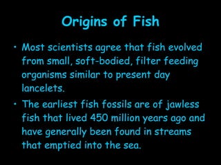 Origins of Fish Most scientists agree that fish evolved from small, soft-bodied, filter feeding organisms similar to present day lancelets. The earliest fish fossils are of jawless fish that lived 450 million years ago and have generally been found in streams that emptied into the sea. 
