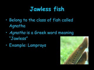 Jawless fish Belong to the class of fish called Agnatha Agnatha  is a Greek word meaning “Jawless” Example: Lamprays 