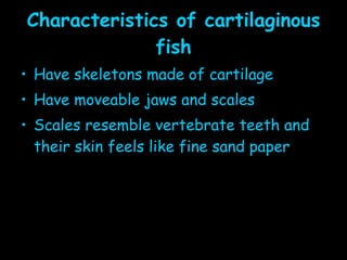 Characteristics of cartilaginous fish Have skeletons made of cartilage Have moveable jaws and scales Scales resemble vertebrate teeth and their skin feels like fine sand paper 