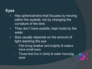 Eyes
 Has spherical lens that focuses by moving
within the eyeball, not by changing the
curvature of the lens
 They don’t have eyelids, kept moist by the
water
 Size usually depends on the amount of
light reaching the eye
○ Fish living shallow and brightly lit waters
have small eyes
○ Those that live in dimly lit water have big
eyes
 