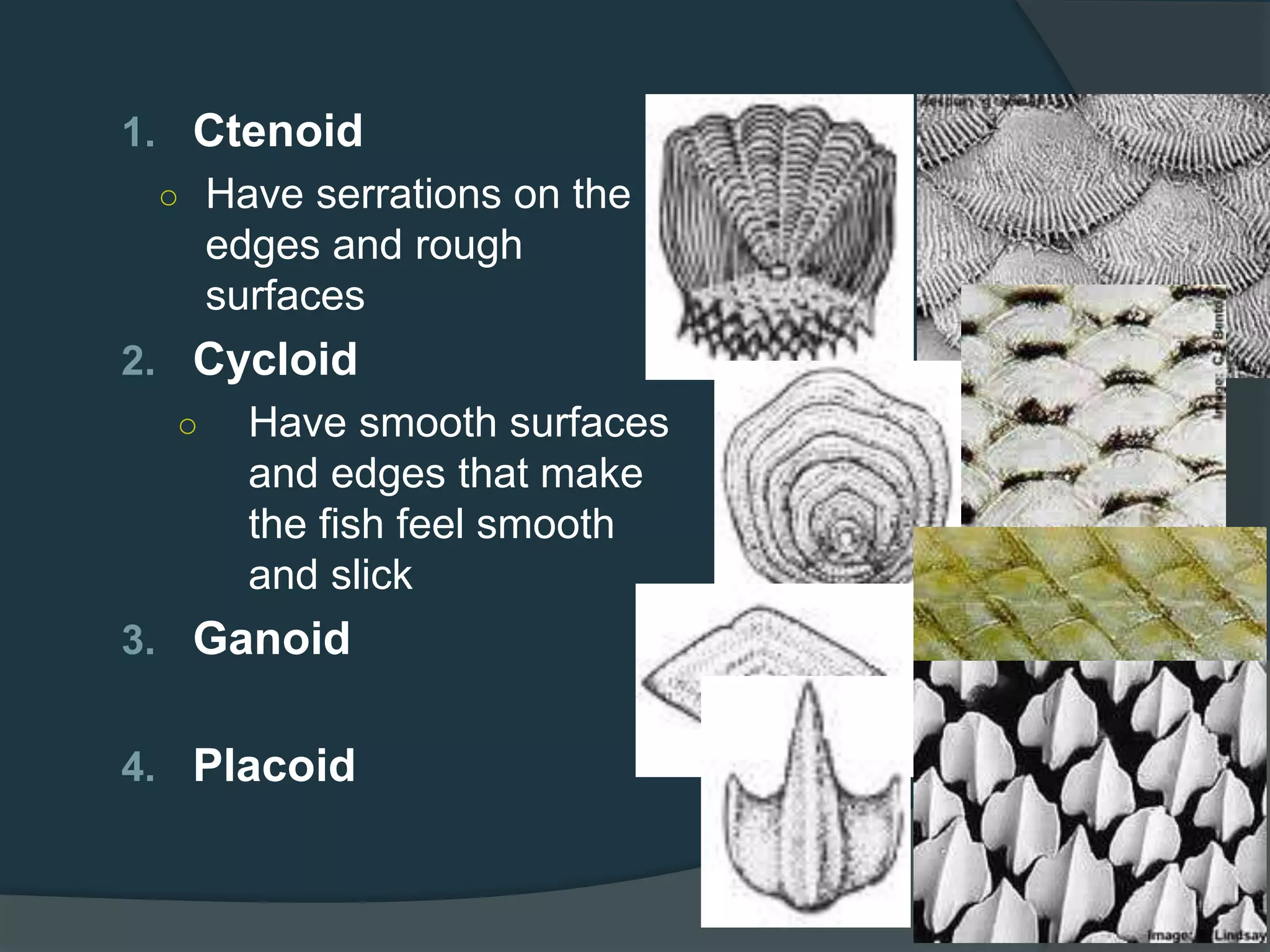 1. Ctenoid
○ Have serrations on the
edges and rough
surfaces
2. Cycloid
○ Have smooth surfaces
and edges that make
the fish feel smooth
and slick
3. Ganoid
4. Placoid
 