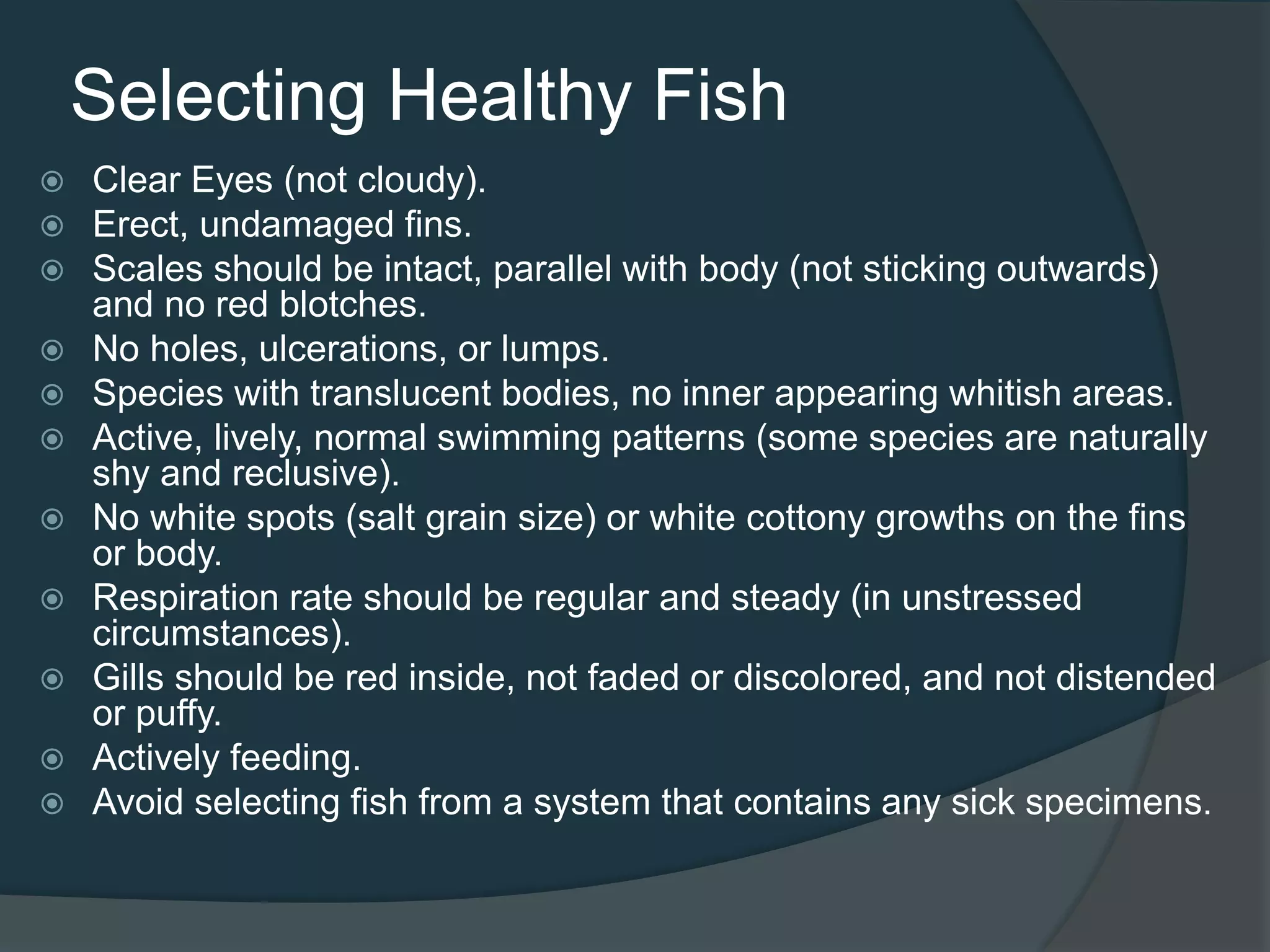 Selecting Healthy Fish
 Clear Eyes (not cloudy).
 Erect, undamaged fins.
 Scales should be intact, parallel with body (not sticking outwards)
and no red blotches.
 No holes, ulcerations, or lumps.
 Species with translucent bodies, no inner appearing whitish areas.
 Active, lively, normal swimming patterns (some species are naturally
shy and reclusive).
 No white spots (salt grain size) or white cottony growths on the fins
or body.
 Respiration rate should be regular and steady (in unstressed
circumstances).
 Gills should be red inside, not faded or discolored, and not distended
or puffy.
 Actively feeding.
 Avoid selecting fish from a system that contains any sick specimens.
 